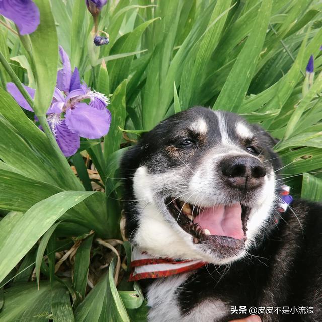 米格鲁犬遛弯能放狗绳吗:两个月的狗狗可以带它出去溜达吗？