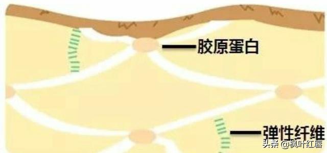 水解胶原纤脸面膜胶(水解胶原精华面膜)