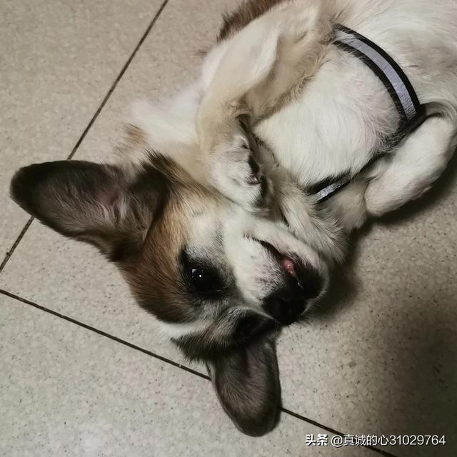 宠物资讯新闻:抗击新冠病毒疫情中，怎么管理好家中的宠物？已发现疑是被遗弃？