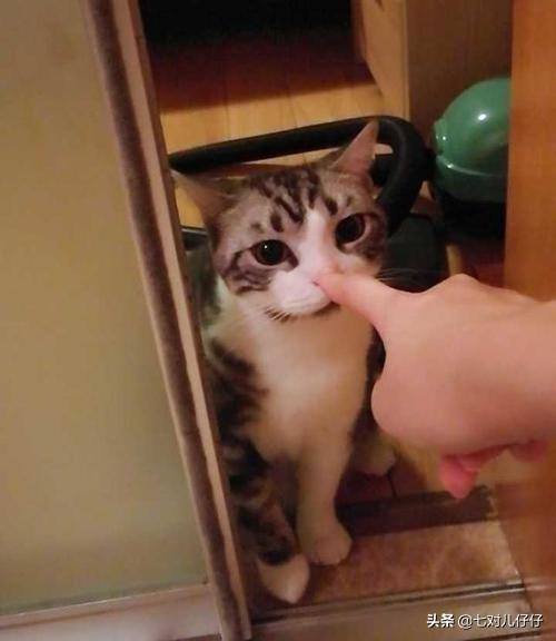 怎么确定猫咪认主人了:我对猫咪可用心了，它有哪些表现才能证明把我当主人了呀
