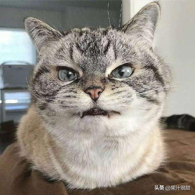爱洗澡的猫猫视频:爱洗澡舞蹈视频 猫咪看你洗澡的时候在想什么？