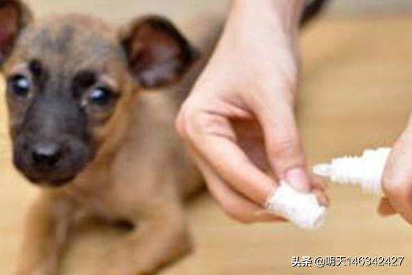 柯利犬可以用拜宠清吗:狗身上长寄生虫，该怎样防治呢？