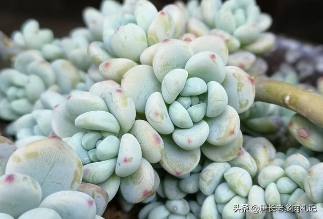 罗琦老公:多肉劳尔和罗琦有什么区别？