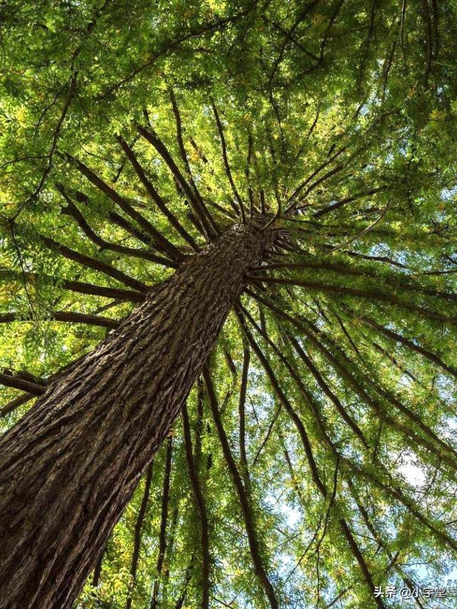 头条问答 - 远古海藻是否有可能是现代陆地植物的祖先?(3个回答)