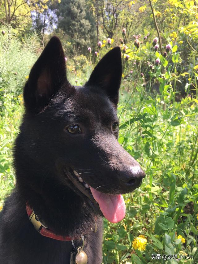 中华田园犬:中华田园犬智商排名 陪伴中国人几千年的土狗，真的有缺点吗？