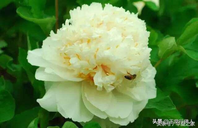 综艺大观主持人:是节目成就了主持人，还是主持人成就了节目？
