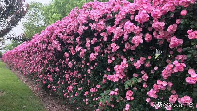 vents月季花品种介绍及图片:都来比比晒晒5.1节拍的月季花，看看谁拍的最养眼？怎么样？
