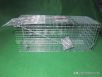 贵阳画眉鸟笼批发价格:为什么有人说靛颏鸟要用56条的鸟笼？