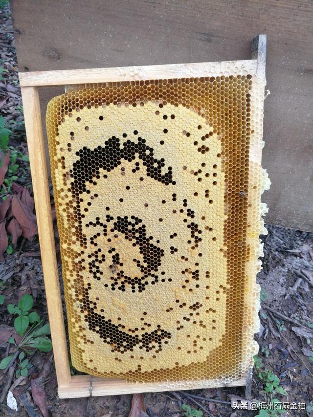 蜜蜂具有什么的能力 ，调节蜜蜂生长发育和蜂群生活的激素类型有哪些有什么重要作用