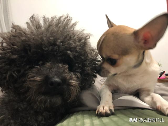 狗和骨头 14关:和狗狗分开后，狗狗真的会想念自己的主人吗？