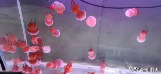 送的水母怎么养:不大的小水母可以喂些什么？怎么饲养，如何给换水？