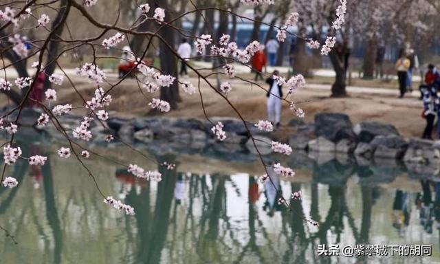 惠比特 黑梨花:春光明媚，现在要想去旅游景点转转，安全吗？