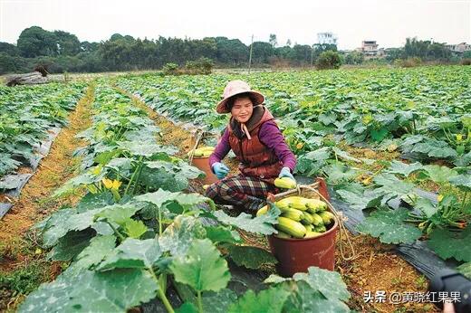 蓝尾金蜥生活环境:辣椒种植，植株对于生长环境有哪些要求？