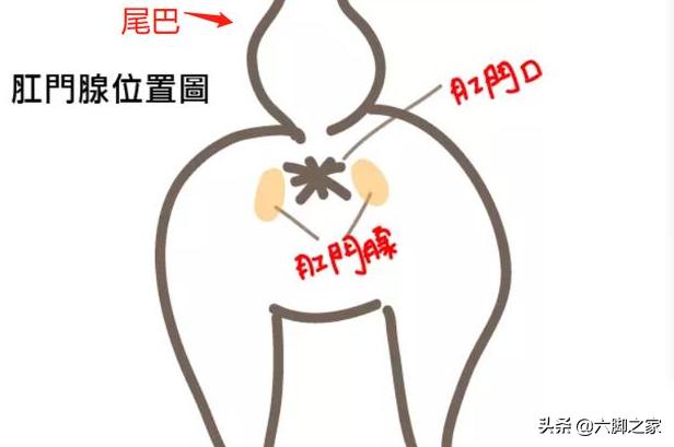 养狗之后，家里为什么会那么臭？插图3