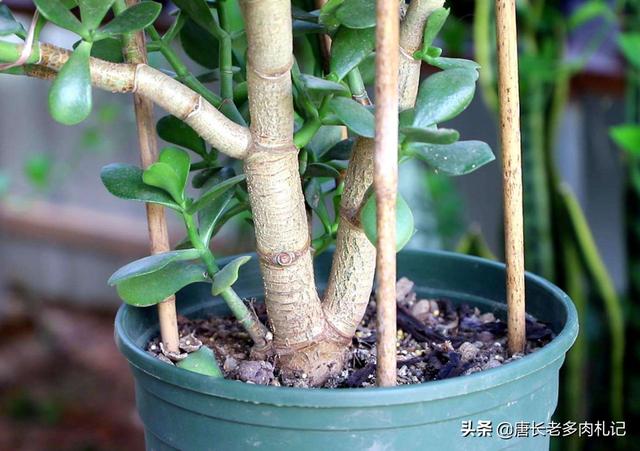 玉树养成盆景的几个技巧，为什么有人养在室内就容易挂掉呢？插图67