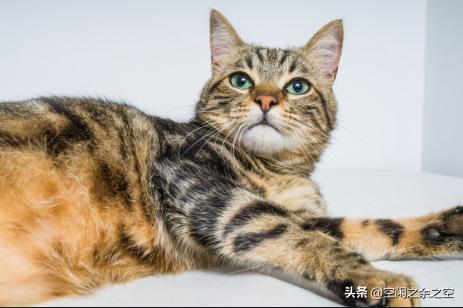 小猫的第一针疫苗什么时候打:刚养的猫咪，该怎么做驱虫和疫苗？