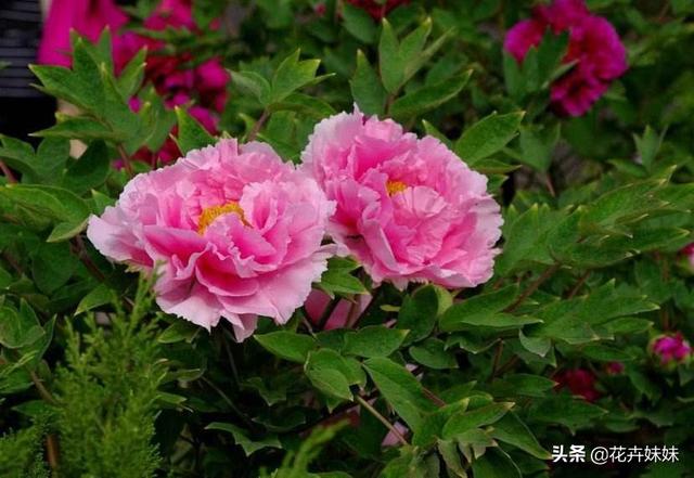 头条问答 春天牡丹花怎么施肥 7个回答