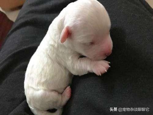 幼犬吃什么好:刚出生的小狗给点什么吃比较好？