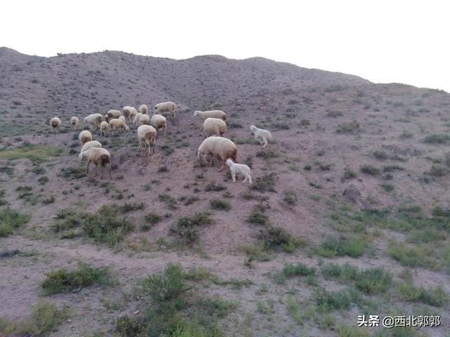 我包了几亩荒地想种牧草养羊,养什么品种的羊长得快,多少钱一只？