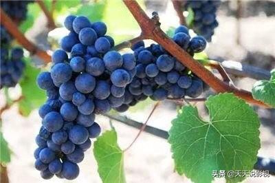 法国人说葡萄酒好喝，法国产的正宗葡萄酒哪种好喝