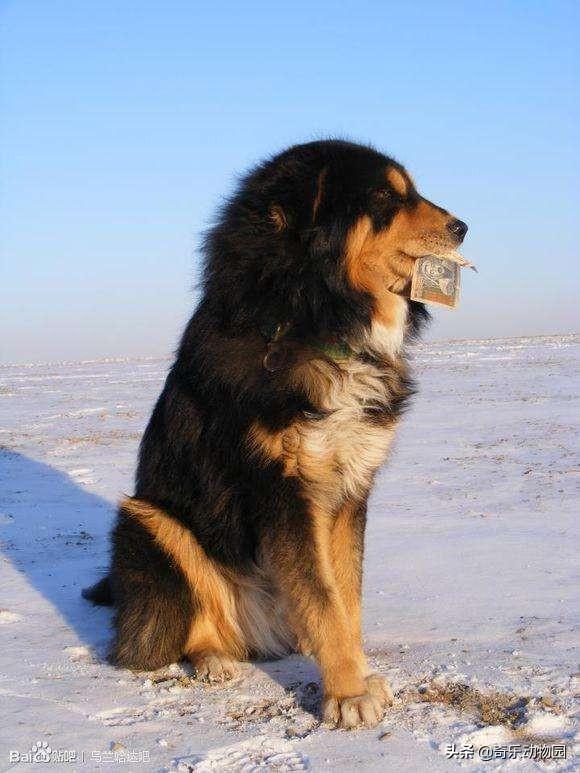 蒙古獒犬能长200斤吗?