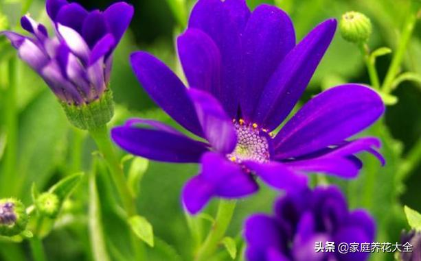 瓜叶菊图片:怎样养殖瓜叶菊比较好？瓜叶菊有什么作用？
