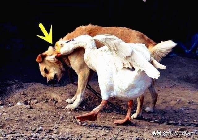 隐孢子虫病:蛇怕鹅到底是怕鹅的哪方面？它的粪便真的能够杀死蛇吗？