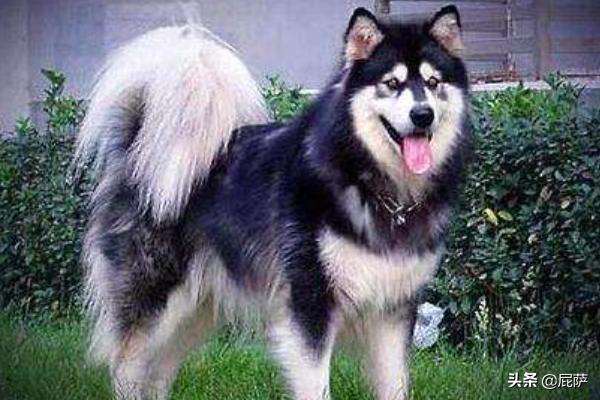 阿拉斯加狗:阿拉斯加犬不吃饭阿拉斯加狗狗不吃东西？