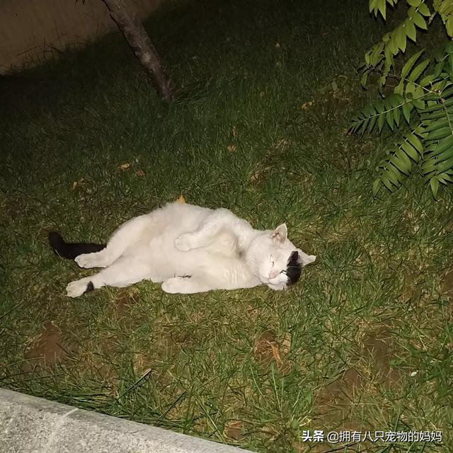 冀师傅天然猫粮怎么样:家里有很多只猫了，还要不要再收留流浪猫了？