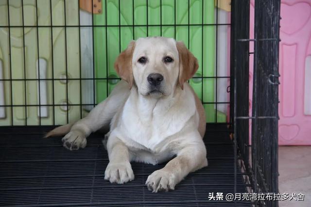 大连喜乐蒂牧羊犬价格:青岛和大连同为中国“得力”港口城市，差距大吗？你怎么看？