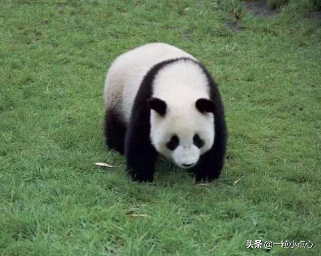 熊猫多少钱:大熊猫每天吃的食物和老虎每天吃的食物，要花费多少钱？