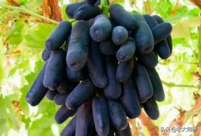 红乳葡萄缺点:蓝宝石葡萄优缺点是什么？都有哪些品种？