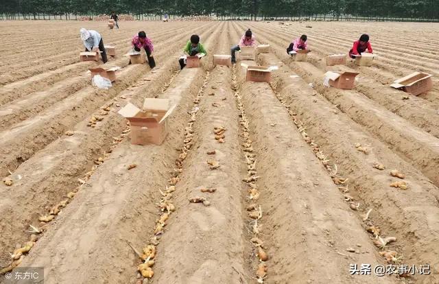 软腐病:软腐病用什么杀菌剂 白菜细菌性软腐病该如何防治？