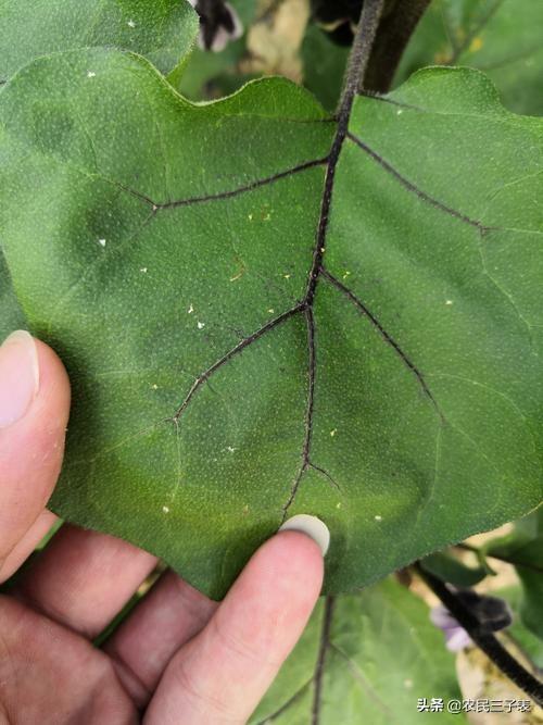 全部白粉虱和红蜘蛛打什么药管用?