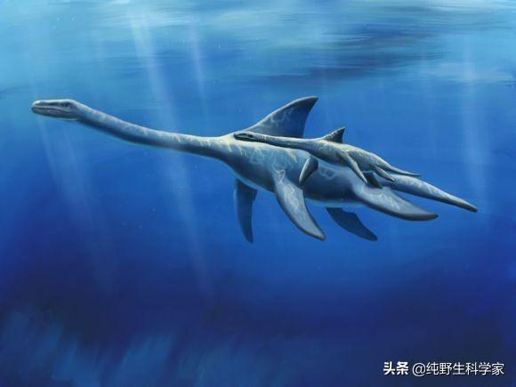 旋齿鲨vs邓氏鱼视频:数亿年前，海洋霸主是谁？
