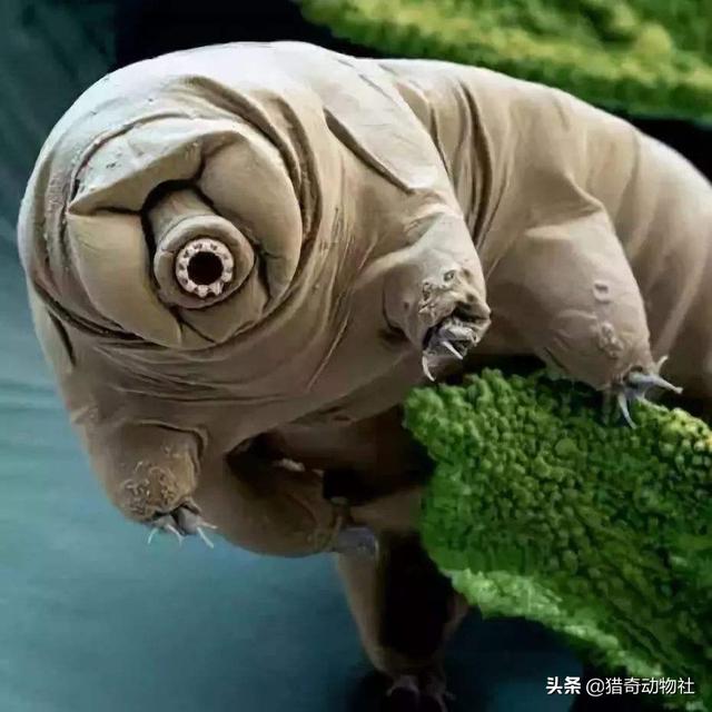 水熊虫怎么杀死:如何利用自然条件杀死一只水熊虫？