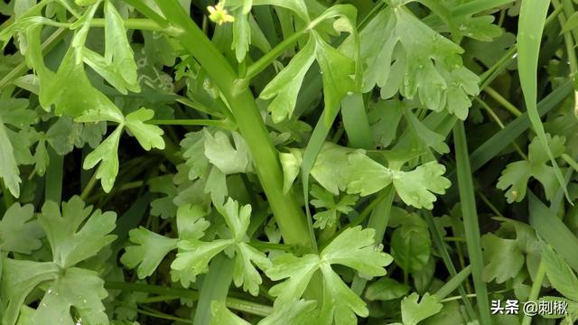 (水芹与毒芹从外观上怎么区别?)_经验妙招5_经验妙招_小高教学网