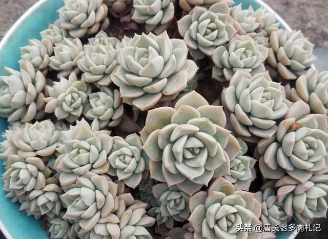 头条问答 白牡丹可以嫁接长寿花吗 如何嫁接 5个回答