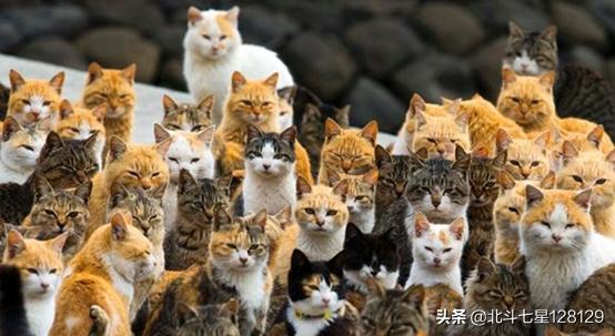 百变猫咪写真:“猫文化”在日本发展的怎么样？