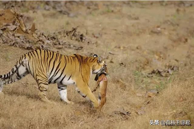 四大猛兽之首豺罕现云南，老虎真的像俗话说的一样打不过一群豺狼吗？