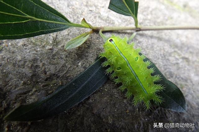 为什么蚂蚱叫挂大扁儿，蚂蚱和蝗虫有什么区别为什么感觉看蝗虫和本地稻田里蚂蚱外型一样