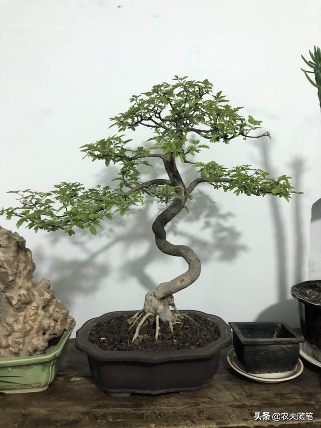 想种植盆景 哪种比较好 头条问答