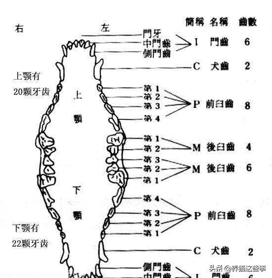 金毛幼犬的狗粮怎么选:四个月金毛吃什么狗粮比较好？