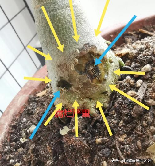 沙漠玫瑰软腐病:多肉沙漠玫瑰腐烂，除了切断扦插，还有什么办法？
