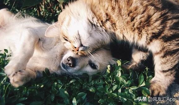 人会携带犬冠状病毒么:新冠病毒既然可以人传人，那猫狗等宠物是否也可以传播？