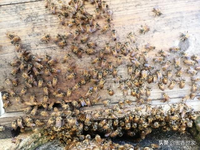 头条问答 养蜜蜂的箱可以经常换箱吗 蜜香世家的回答 0赞