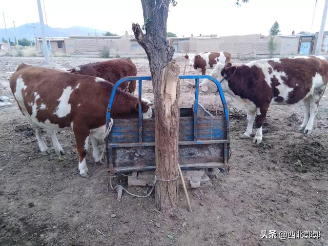 牛出血性胃肠炎的治疗:牛得肠胃炎后不怎么反刍不吃草该怎么办？