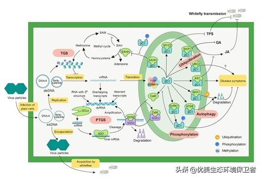 头条问答 有没有这样一种病毒 它既能感染植物 还能感染动物 如果有 对人类有什么危险 13个回答