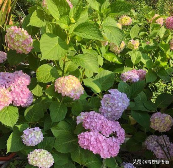 家里有个小院子想养花，对于男人来说养什么花好呢