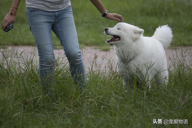 gougou:狗狗为什么喜欢跟着主人走？